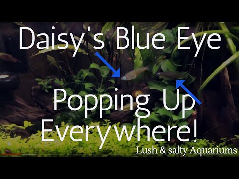 How to, tips & tricks: Daisy’s Blue (Eye) Rice Fish!