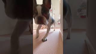寂しそうにしてる愛犬に声かけてみた#shorts 　　　　　　　　　　　　　　　　　　　　　      "I tried speaking to my dog who seemed lonely."