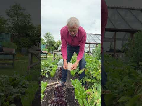 June sowing parsnip between lettuce