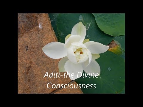 The Spiritual Significance of Flowers  |  photographs from the Savitri Bhavan gardens