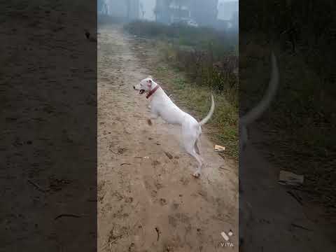 Noora-THE DOGOARGENTINO 🦮🐶😍