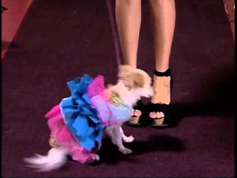 Pasarela de Mascotas en Viva La Mañana