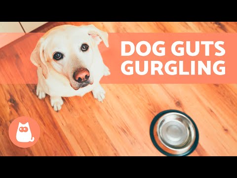YouTube video about What Does It Mean When a Dog’s Stomach Is Making a Lot of Noise?