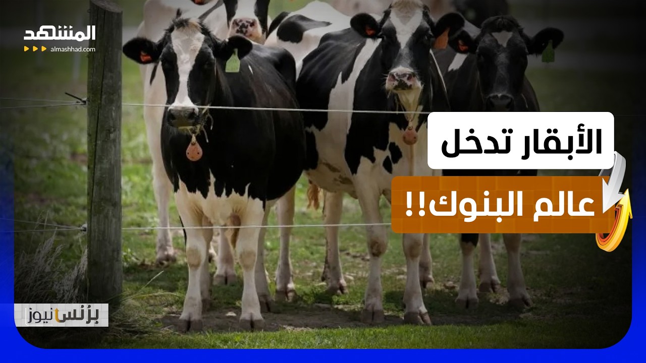 البرازيل تحول الأبقار إلى ضمانات رقمية للحصول على القروض - بزنس نيوز