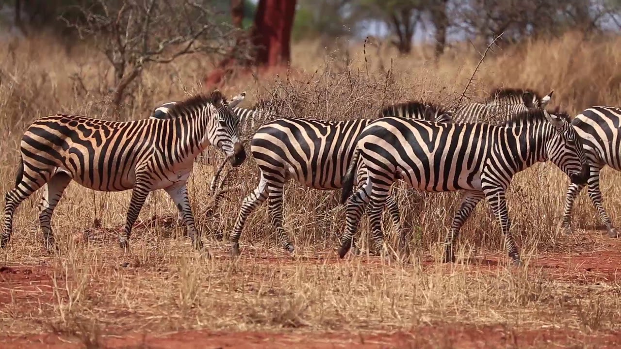 Zebras crossing a gulley - YouTube