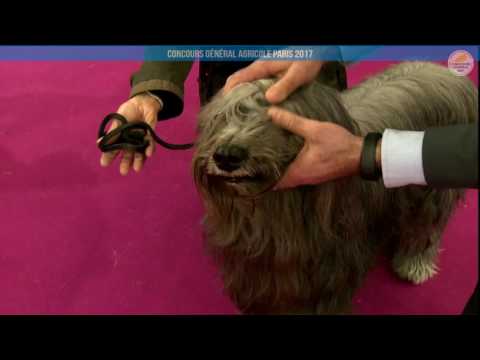 Voir la vidéo : Ring Canins du 28 février 2017, partie 1