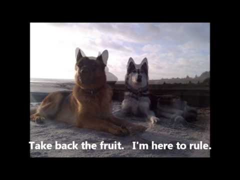SWEET DOGS Ricka and Navi ( song Trolle Siebenhaar ) with lyrics