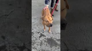 Video preview image #1 Mutt Puppy For Sale in Westwood, NJ, USA