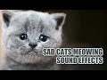 Sad Cats Meowing Sounds Little Sad Cat Noises This Will Drive Your Dog Or Cat Crazy