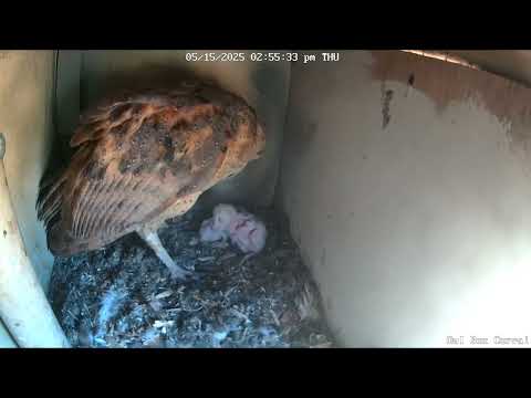 #BellaTheBarnOwl Caring For Hatchlings.  Owl Box C - 5/15/25 - 2:55 pm