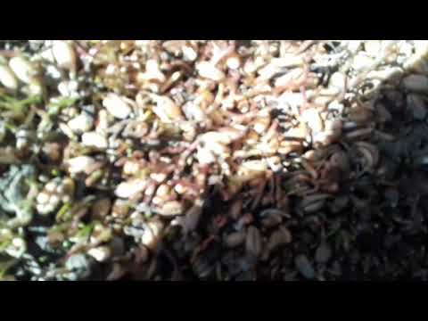 Top 10 şerpi din România.