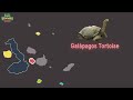 KLT Galápagos Islands Full Reanimation