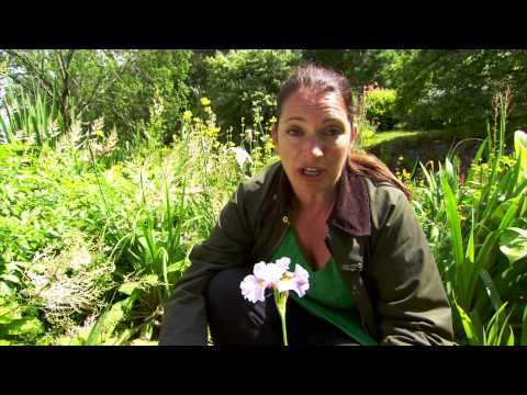Great British Garden Revival Series 2 - Episode 6 - "If you're new to Irises..."