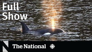 CBC News: The National | Trapped baby orca finally swims free