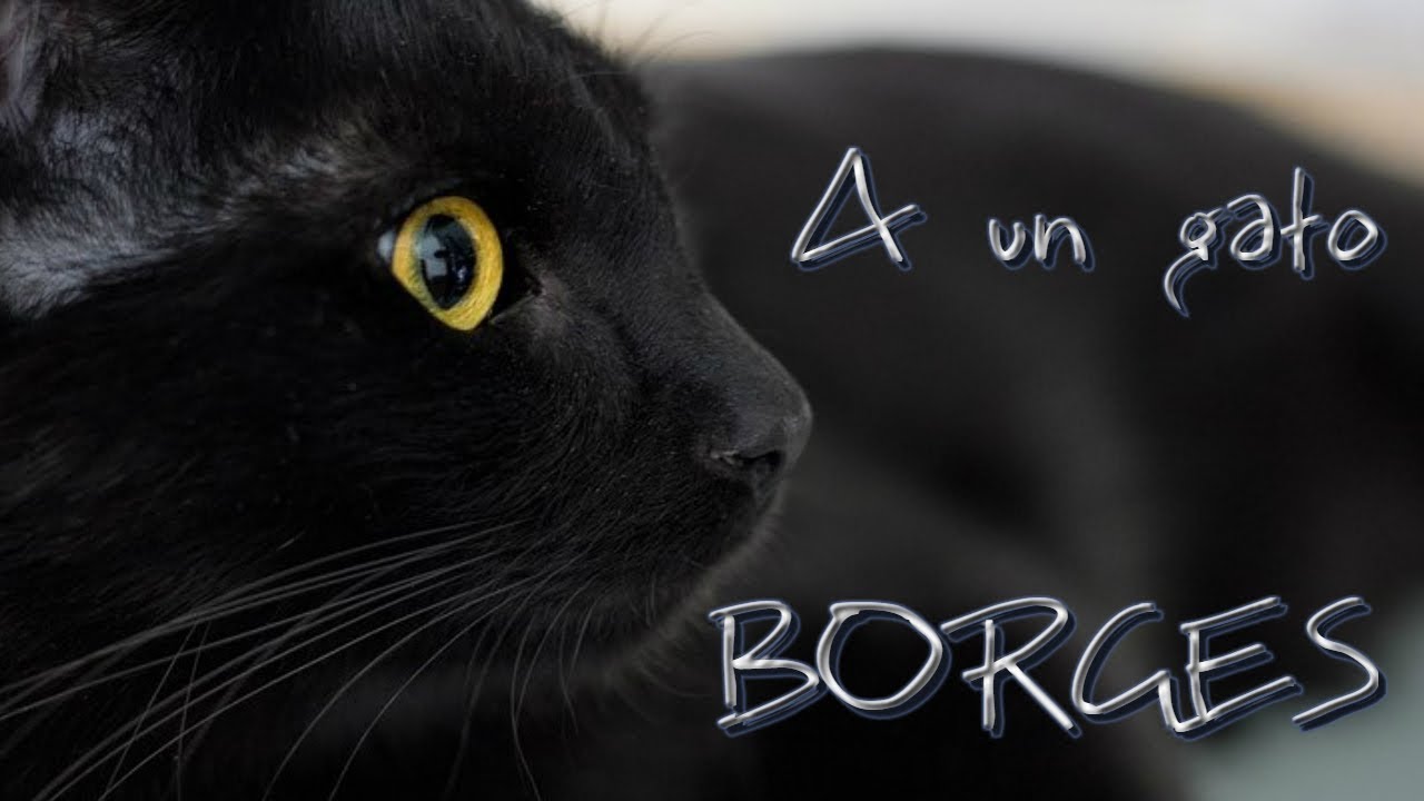 A UN GATO - Poema de Borges - Reflexión sobre los gatos - Poesía en YouTube