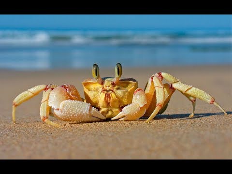 తొలి రథయాత్ర First Rath Yatra on 4th July in Visakhapatnam,Vizagvision News...