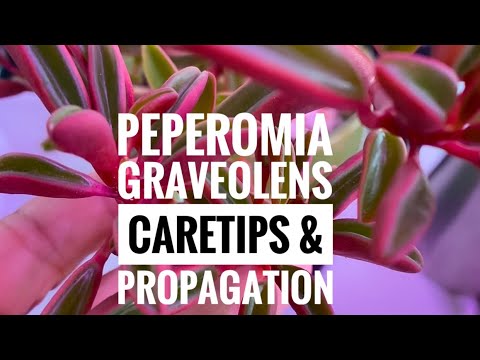 , title : 'Plant Vlog 019 || PEPEROMIA GRAVEOLENS || Peperomia Ruby Glow || General Care & Propagation'