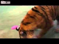Here Kitty Kitty