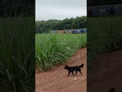 Meridiano SP terça feira 18 de novembro 2025