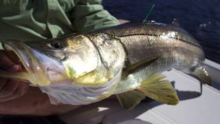 Monster Snook Video
