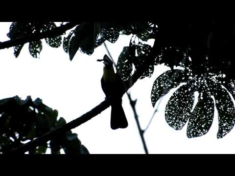 Video: Tucan a contraluz