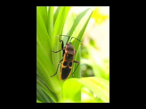 smooth music . 🎶.listen.