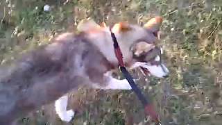 My Huskey "Diego" On Memories