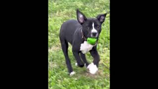 Video preview image #1 American Staffordshire Terrier-Unknown Mix Puppy For Sale in McKinney, TX, USA