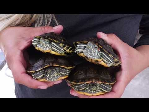 Turtles tank setup 120 gallon