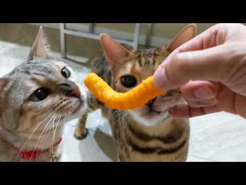 Xena & Gabbi Bengal Cat Eating Cheetos Puffs