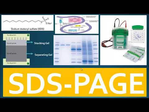 SDS PAGE - Principle of SDS PAGE and Use of Buffer System for Separation of Proteins