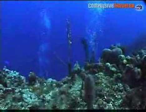 Diving Bloody Bay Wall