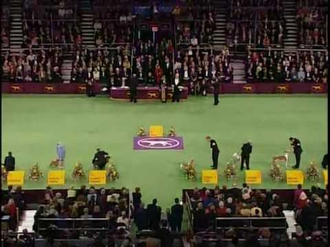 Westminster Best In Show 2004