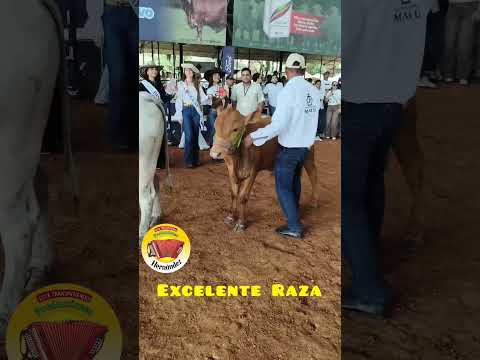 presentación Excelente Raza Coliseo de Feria Miguel Villamil Muñoz Montería Córdoba 2026.