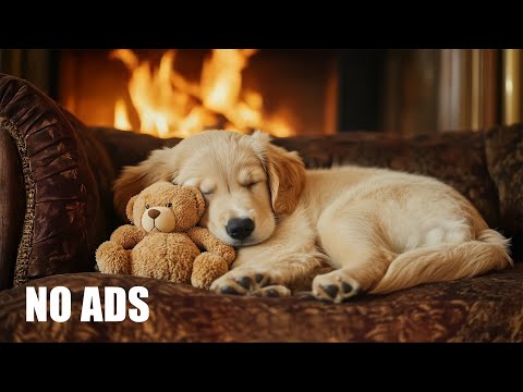 12 HOURS of Relaxing Music For Dogs🎵Anti Separation Anxiety Relief 🐶 Pet music🦮 No Ads