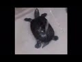 Turtle Dancing To Gassed Up 1 Hour