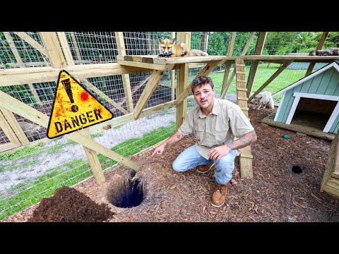 We had an EMERGENCY in the Fox Enclosure!!