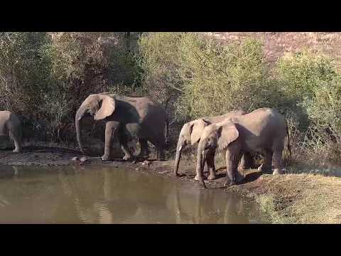 Kwa: Elephant small herd getting quick drink - 16:20 - 08/18/19