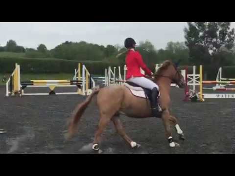 Golden boy III ~ Waterford equestrian area 12a small pony Grand Prix final