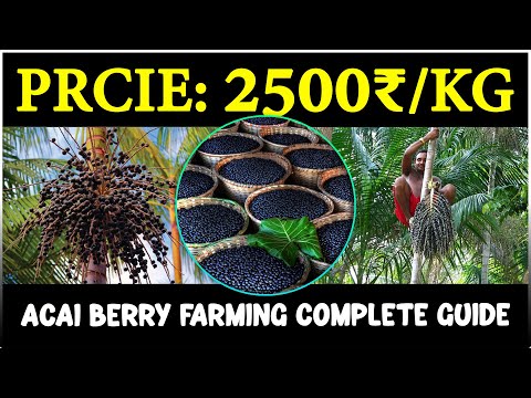 Acai Berry Farming - Complete Guide