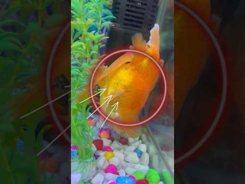 Stopped eating gold fish for 3 days 😳 | But why? #shorts #treatment #goldfish