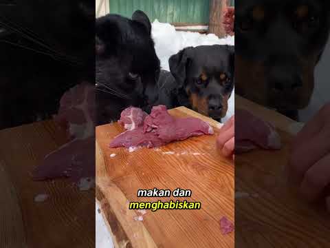 Anjing Ini Dijaga Macan Kumbang! Kisah Persahabatan Tak Terduga 🖤 #animals #hewanbesar