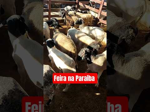 Feira dos animais em Monteiro-PB 07/03/26
