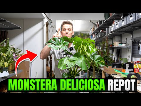 How to Repot Monstera Deliciosa. IT'S EASY!