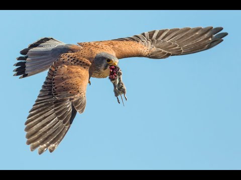 Turmfalke - Jagdtechniken in Sommer und Winter