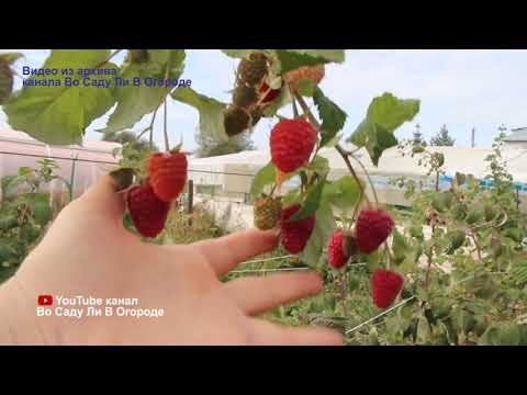Чтобы малины было много, обязательно сделайте это в начале лета!