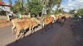 Cow Cambodia