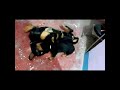 Villain Ki Masti