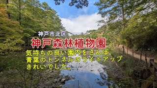 【神戸市立森林植物園】「青葉のトンネル」の内部が、秋の七草をイメージした紫や赤紫、緑などの色でライトアップされています。#癒し #自然 #風景 #神戸 #ライトアップ