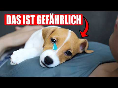 16 Fehler, die Hundebesitzer vermeiden sollten!
